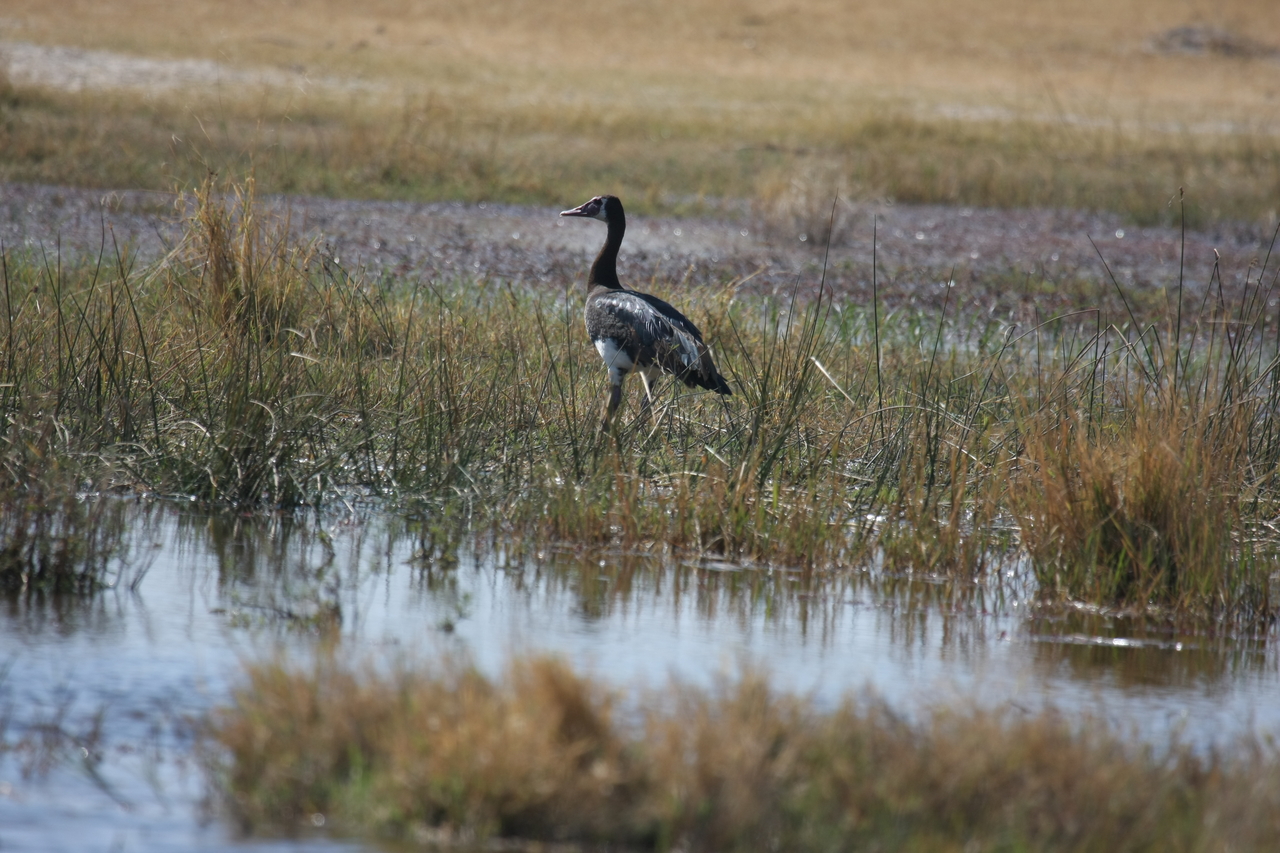 [23885] 2016_06_30_05_24_40_Africa_Canon_EOS_40D_IMG__00332.jpg