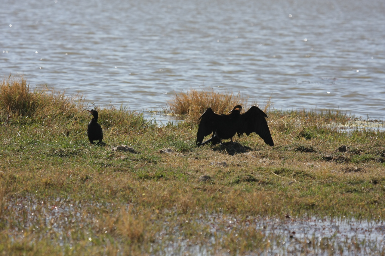[23906] 2016_06_30_05_25_32_Africa_Canon_EOS_40D_IMG__00341.jpg