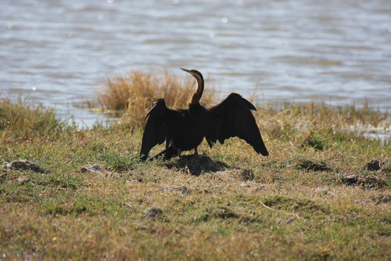 [23919] 2016_06_30_05_25_38_Africa_Canon_EOS_40D_IMG__11517.jpg