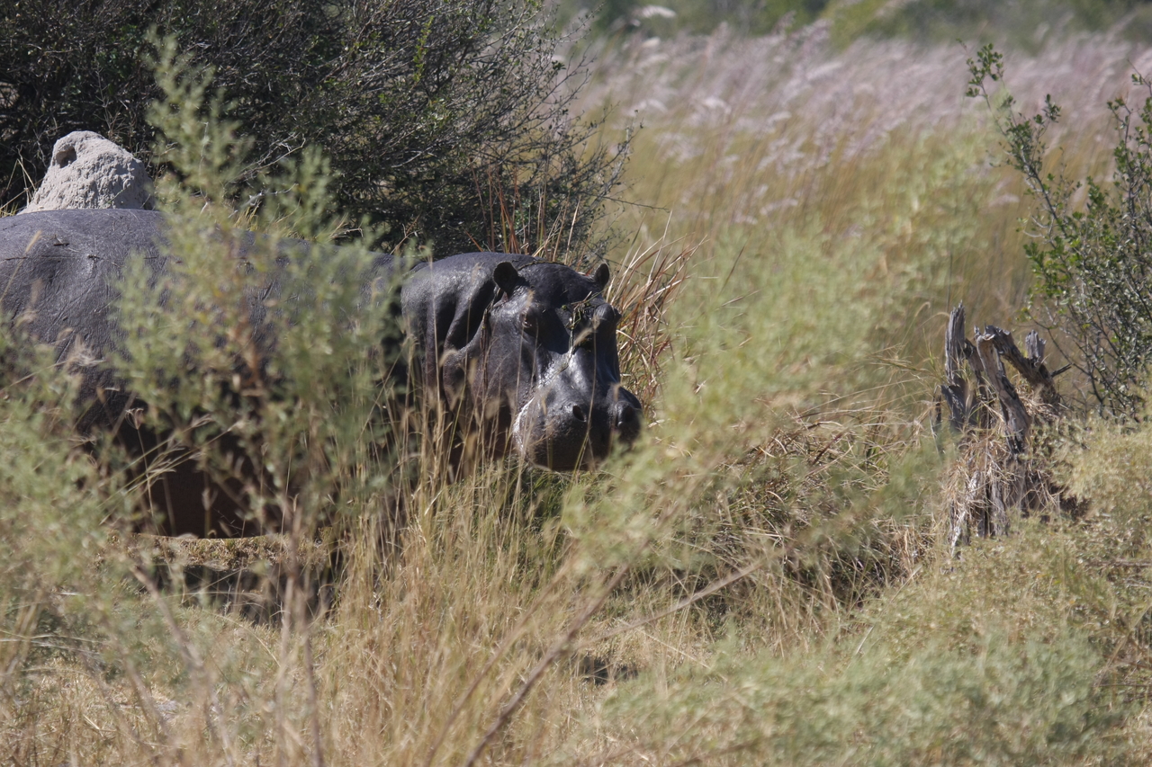 [23951] 2016_06_30_05_29_10_Africa_Canon_EOS_40D_IMG__11526.jpg