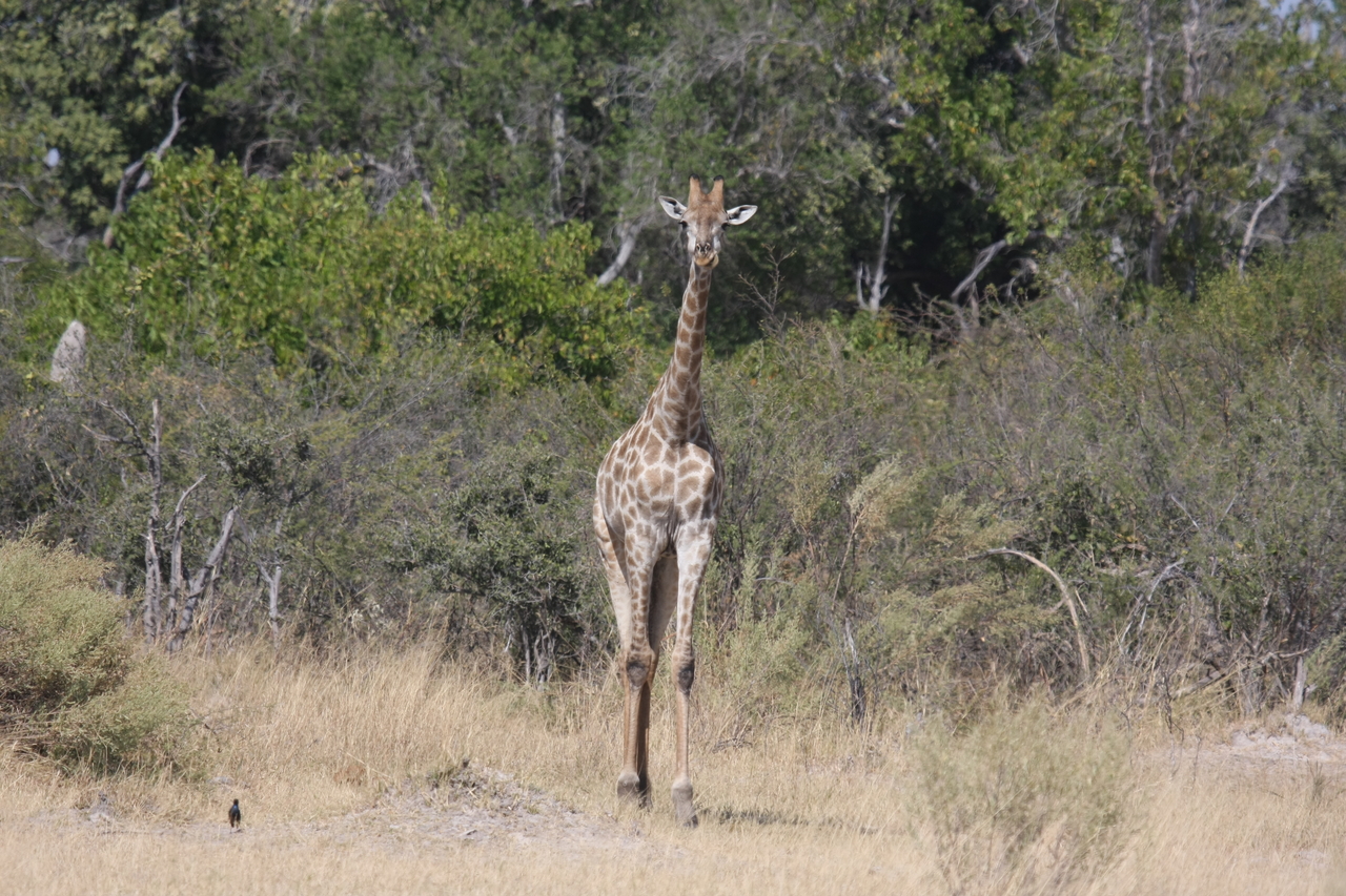 [23965] 2016_06_30_05_29_38_Africa_Canon_EOS_40D_IMG__00360.jpg