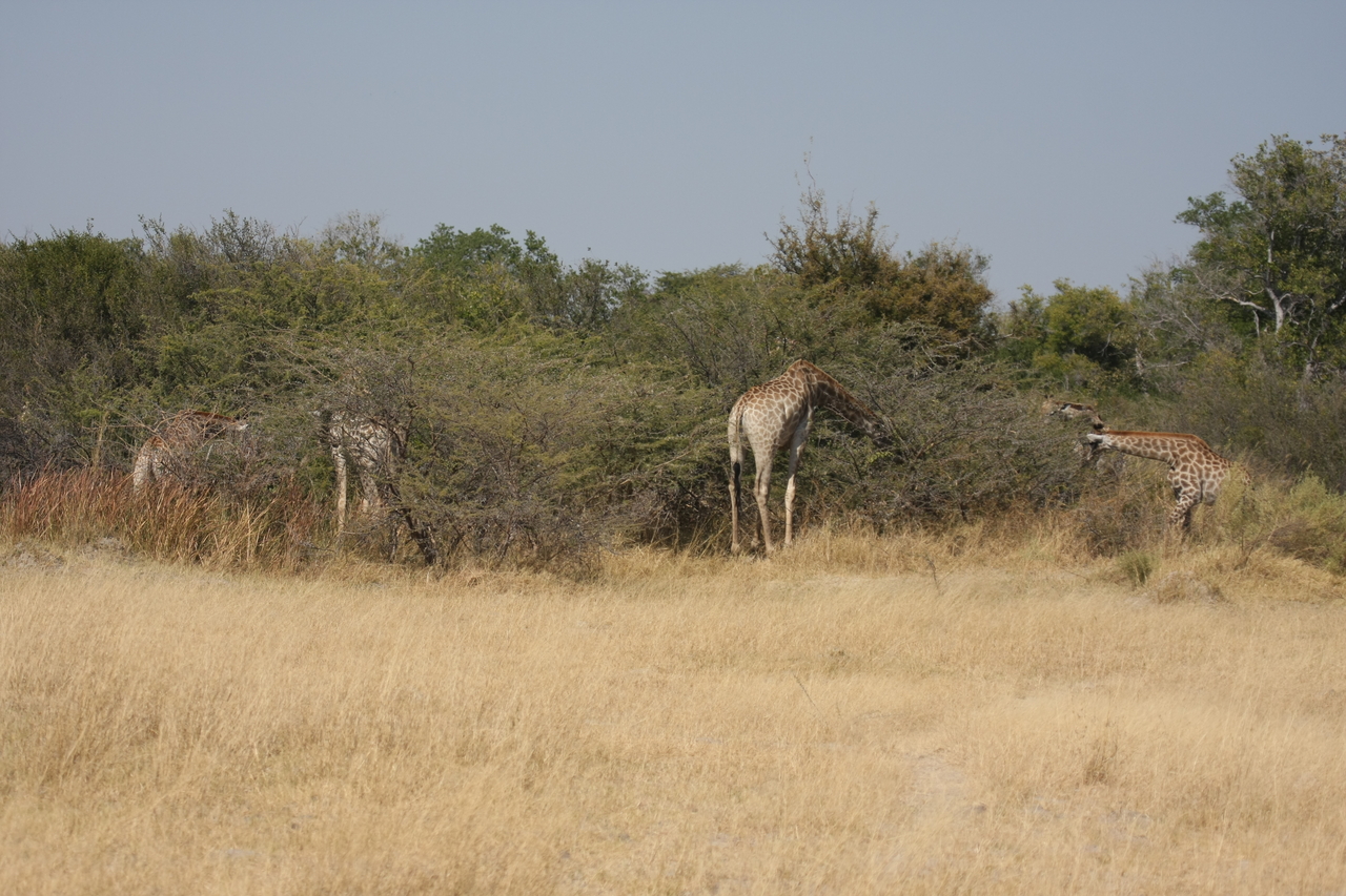 [23987] 2016_06_30_05_30_39_Africa_Canon_EOS_40D_IMG__00368.jpg