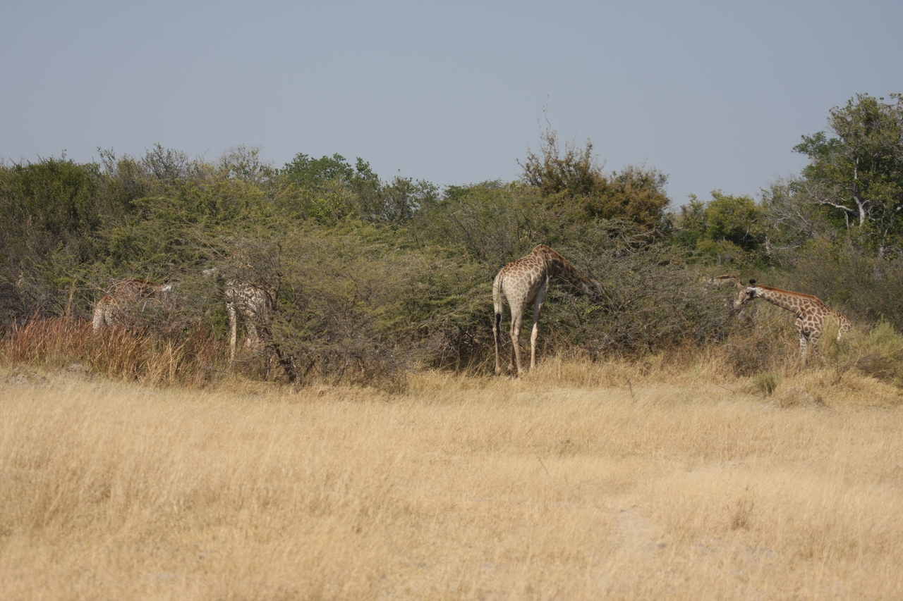 [23988] 2016_06_30_05_30_39_Africa_Canon_EOS_40D_IMG__04093.jpg