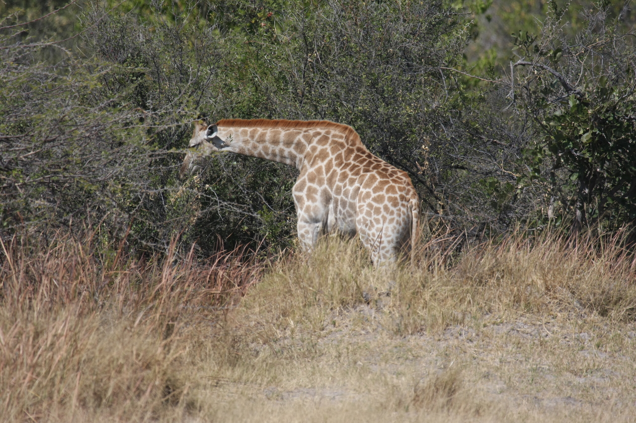 [24011] 2016_06_30_05_31_26_Africa_Canon_EOS_40D_IMG__11548.jpg