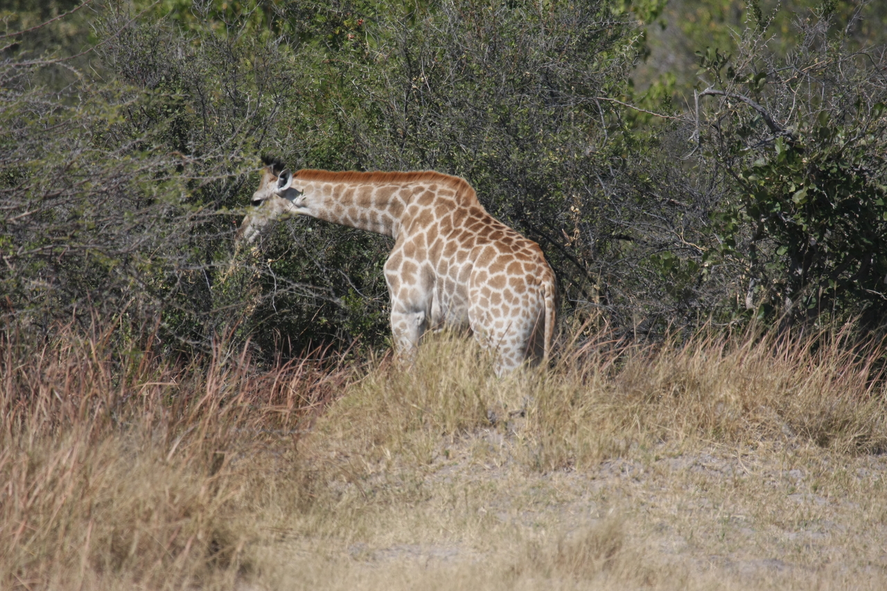 [24017] 2016_06_30_05_31_31_Africa_Canon_EOS_40D_IMG__04104.jpg