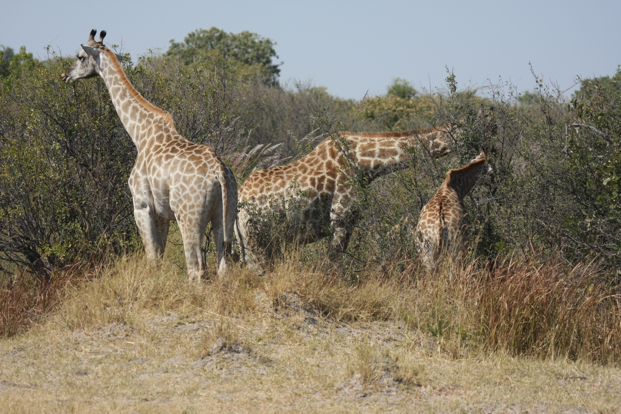 [24036] 2016_06_30_05_33_30_Africa_Canon_EOS_40D_IMG__11558.jpg