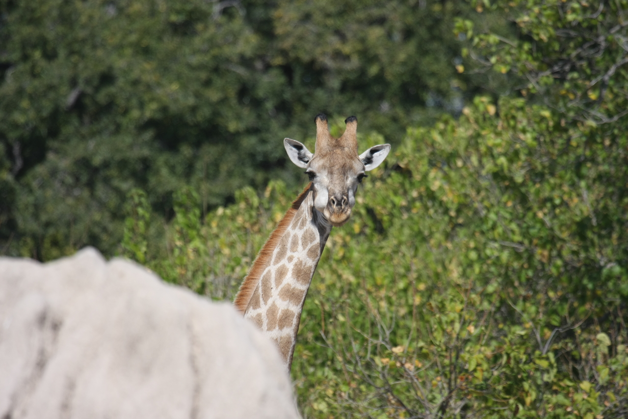 [24038] 2016_06_30_05_33_39_Africa_Canon_EOS_40D_IMG__00387.jpg