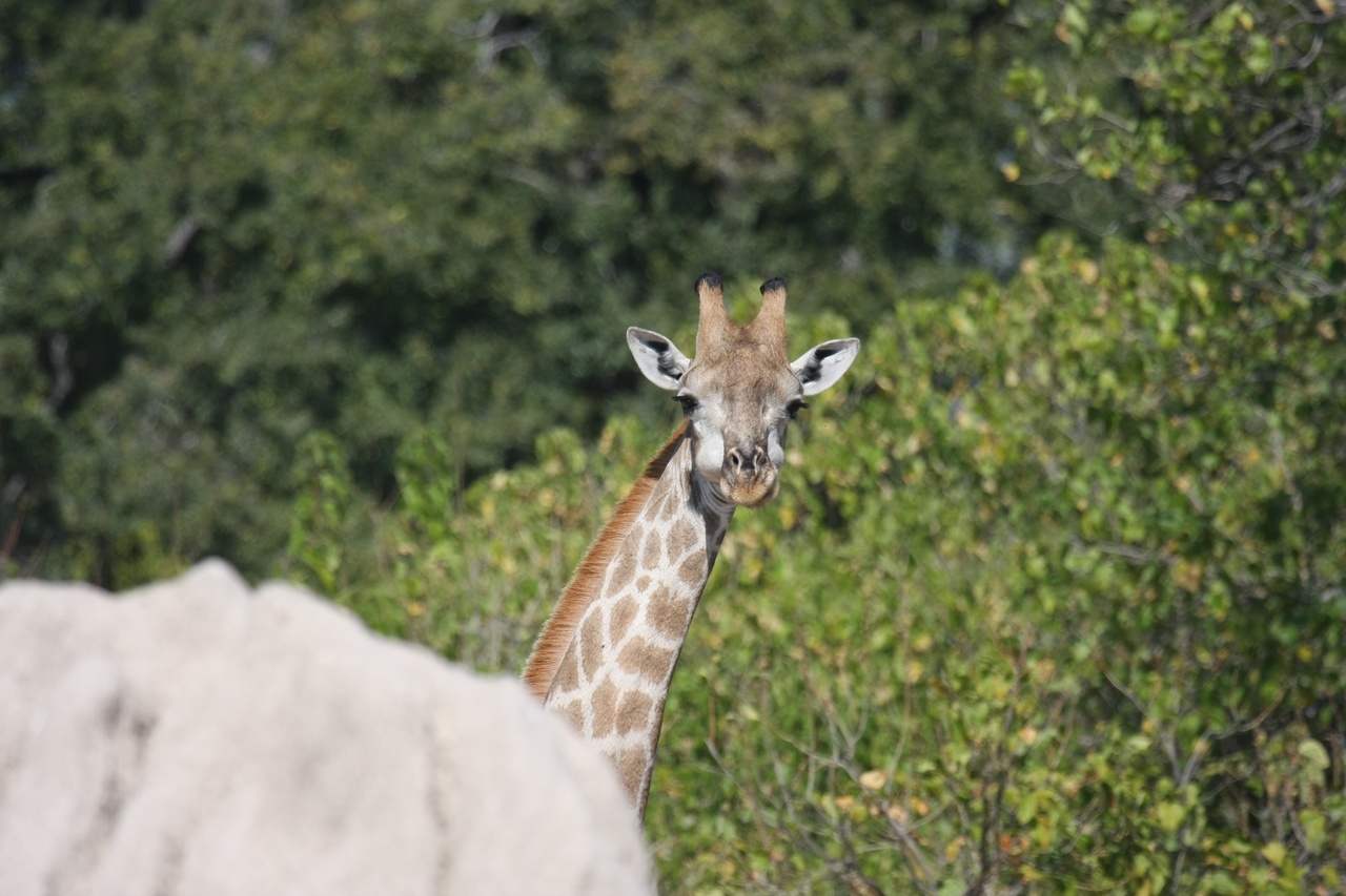 [24040] 2016_06_30_05_33_39_Africa_Canon_EOS_40D_IMG__04112.jpg