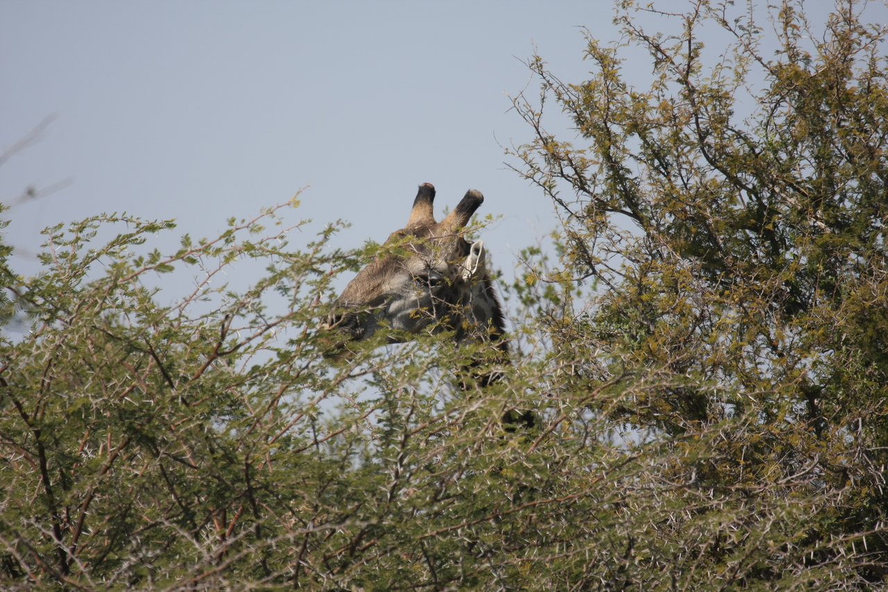 [24056] 2016_06_30_05_33_55_Africa_Canon_EOS_40D_IMG__00394.jpg