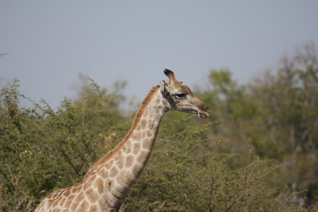[24066] 2016_06_30_05_33_59_Africa_Canon_EOS_40D_IMG__00398.jpg