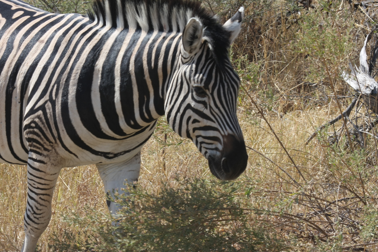 [24073] 2016_06_30_05_43_44_Africa_Canon_EOS_40D_IMG__00399.jpg