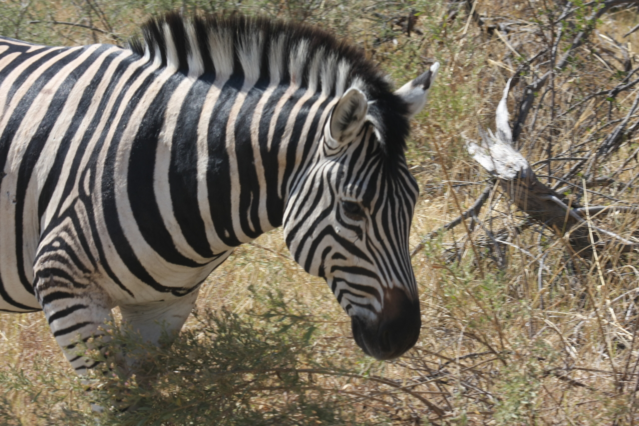[24080] 2016_06_30_05_43_44_Africa_Canon_EOS_40D_IMG__11573.jpg