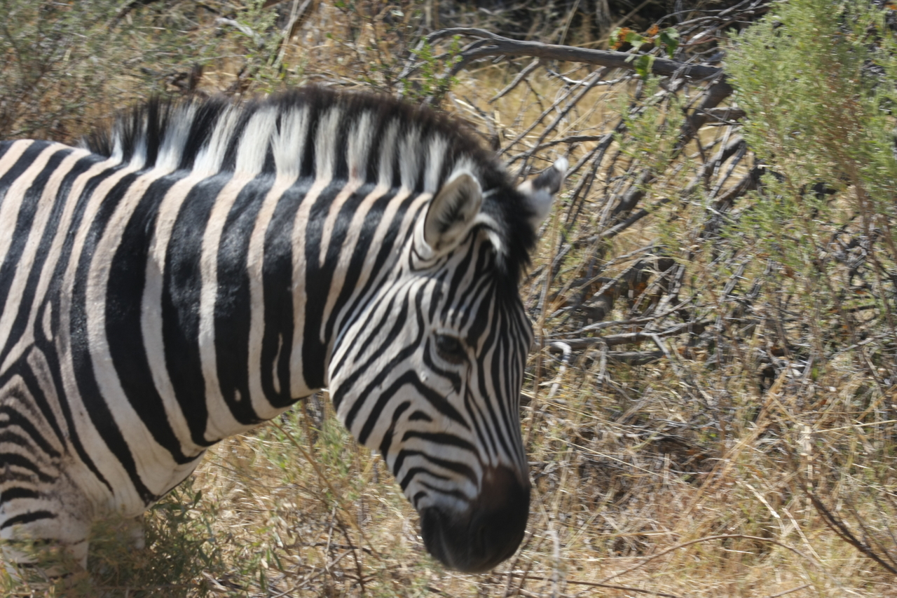 [24083] 2016_06_30_05_43_45_Africa_Canon_EOS_40D_IMG__04129.jpg