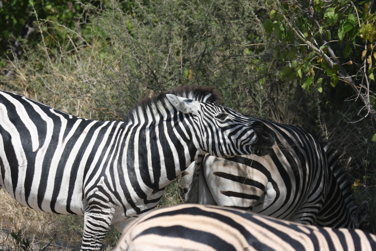 [24116] 2016_06_30_05_44_24_Africa_Canon_EOS_40D_IMG__11587.jpg