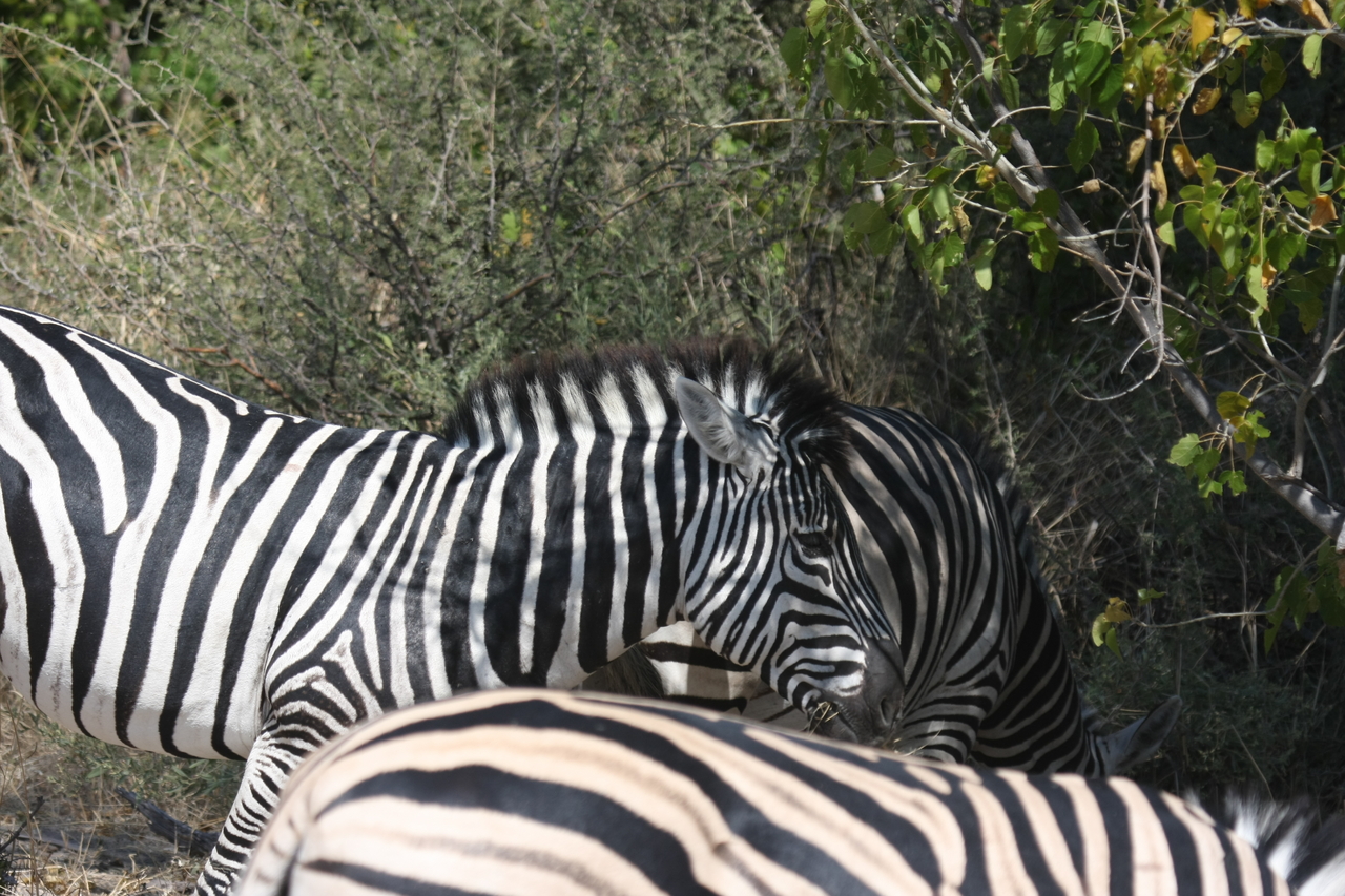 [24117] 2016_06_30_05_44_24_Africa_Canon_EOS_40D_IMG__11588.jpg