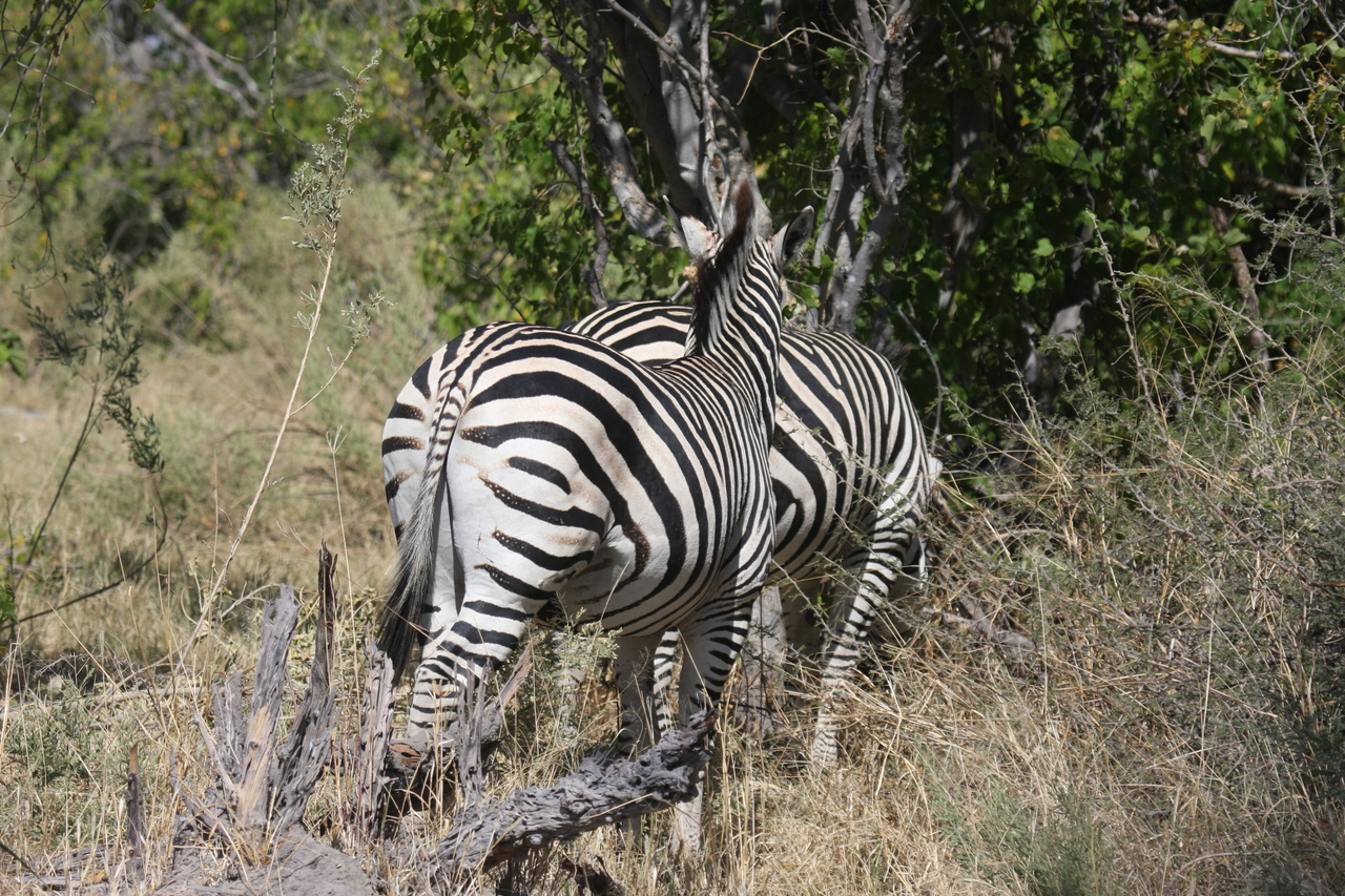 [24121] 2016_06_30_05_45_00_Africa_Canon_EOS_40D_IMG__00417.jpg
