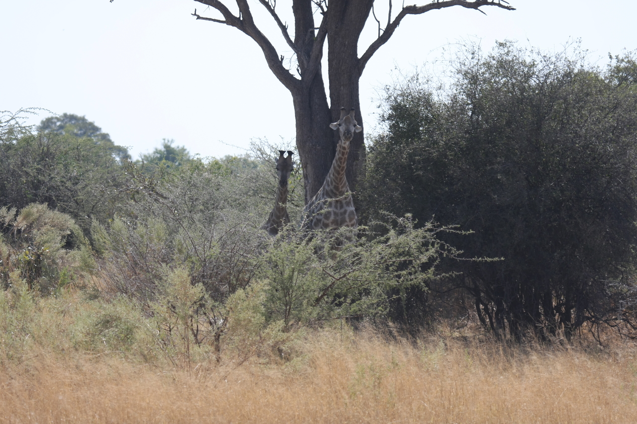 [24138] 2016_06_30_05_45_45_Africa_Canon_EOS_40D_IMG__11595.jpg