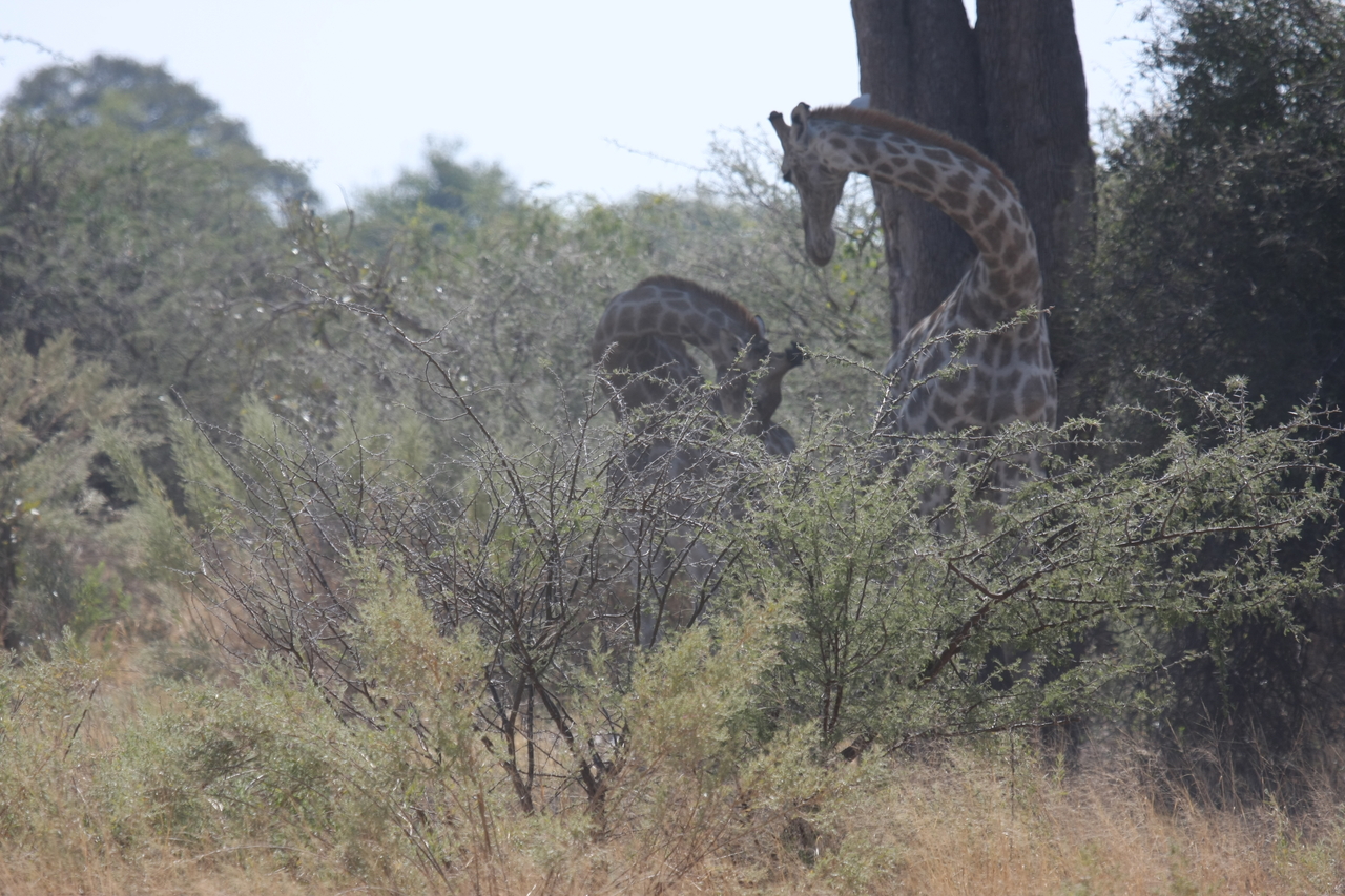 [24159] 2016_06_30_05_46_27_Africa_Canon_EOS_40D_IMG__04157.jpg