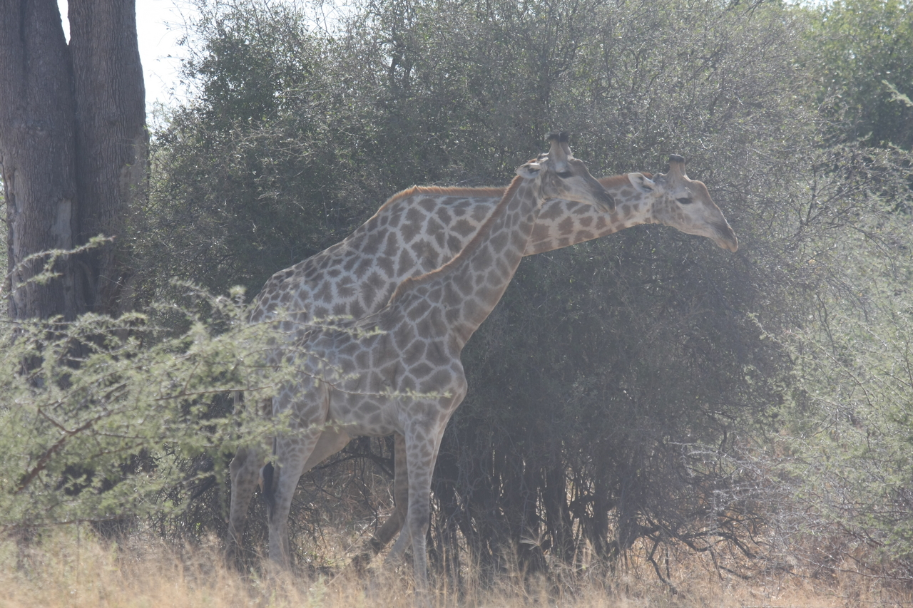 [24166] 2016_06_30_05_46_37_Africa_Canon_EOS_40D_IMG__04158.jpg