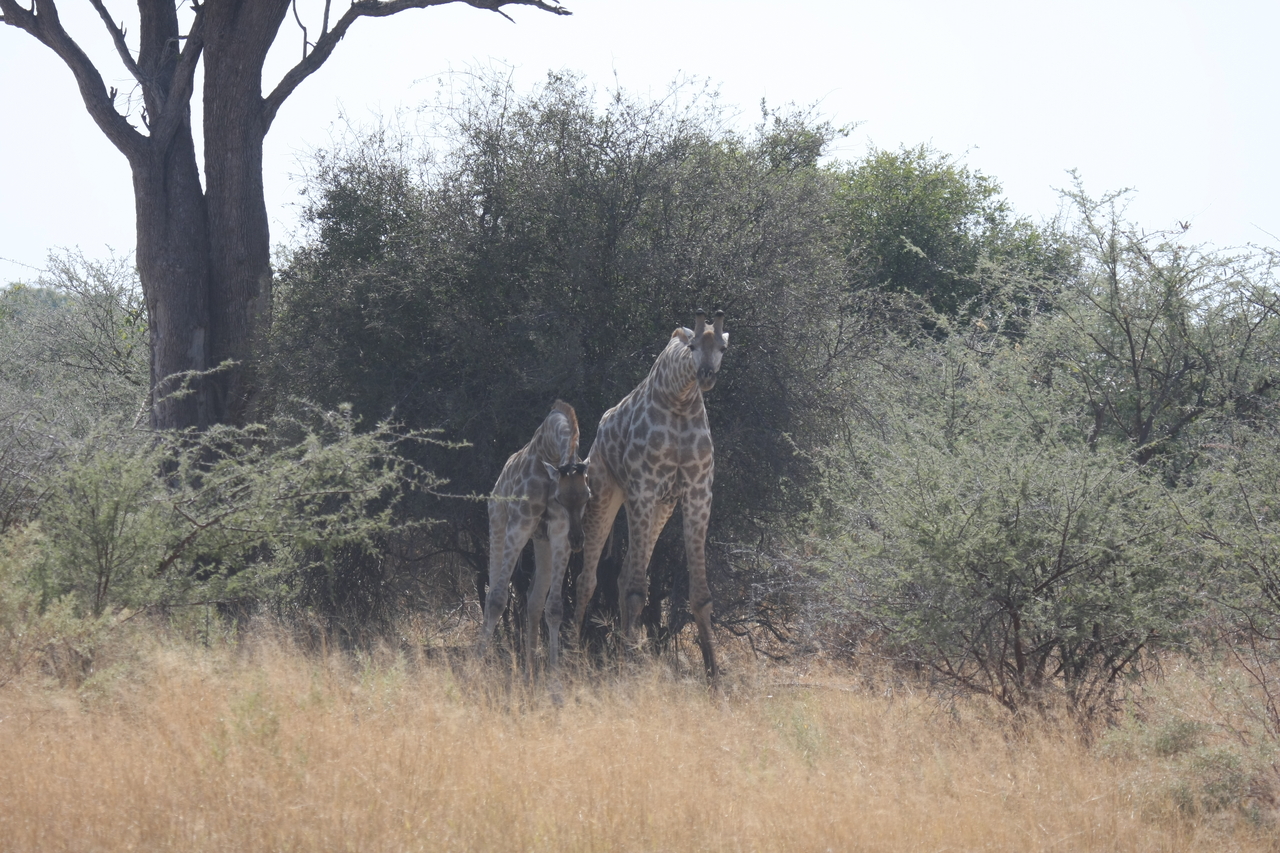 [24179] 2016_06_30_05_46_44_Africa_Canon_EOS_40D_IMG__11610.jpg