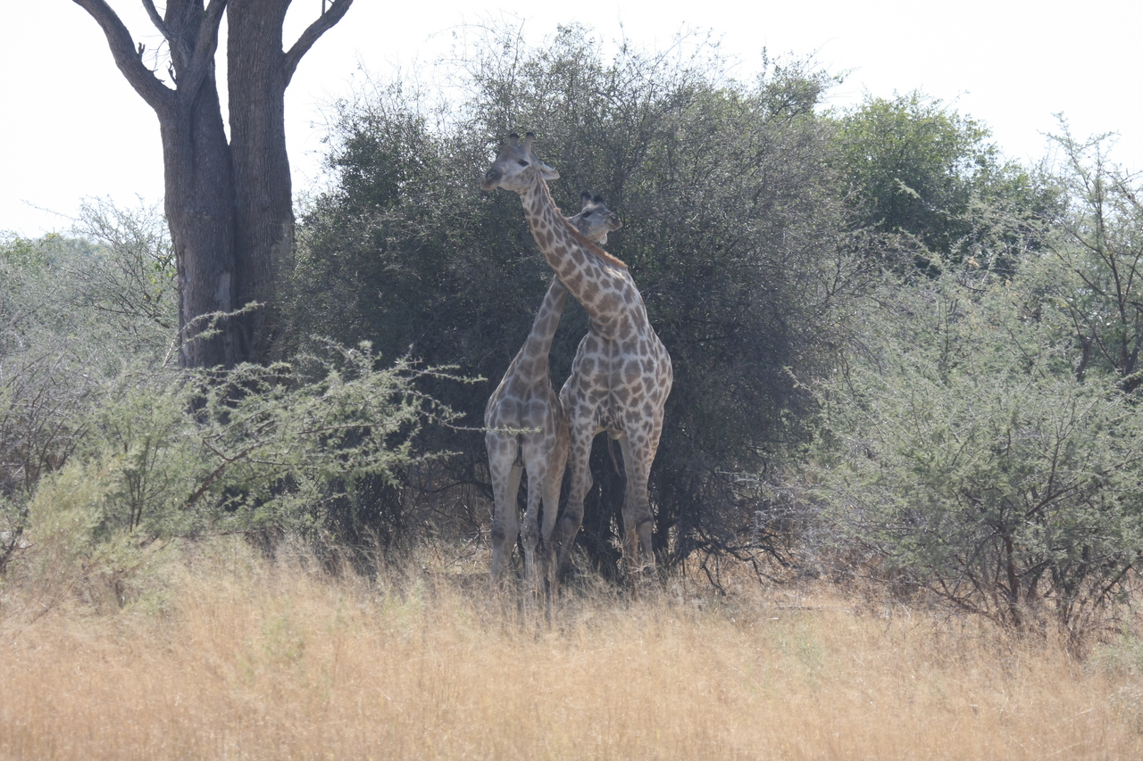 [24212] 2016_06_30_05_47_00_Africa_Canon_EOS_40D_IMG__04177.jpg