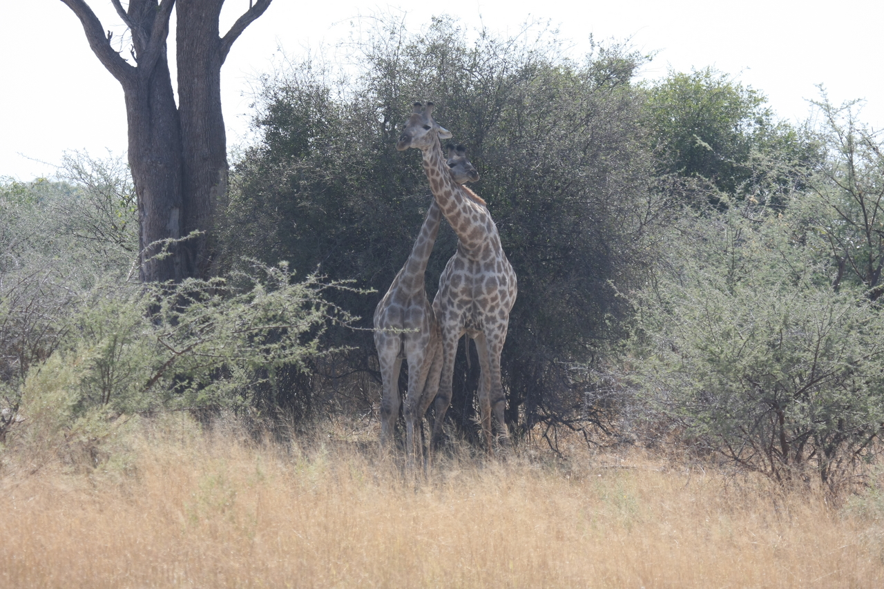 [24216] 2016_06_30_05_47_00_Africa_Canon_EOS_40D_IMG__11625.jpg