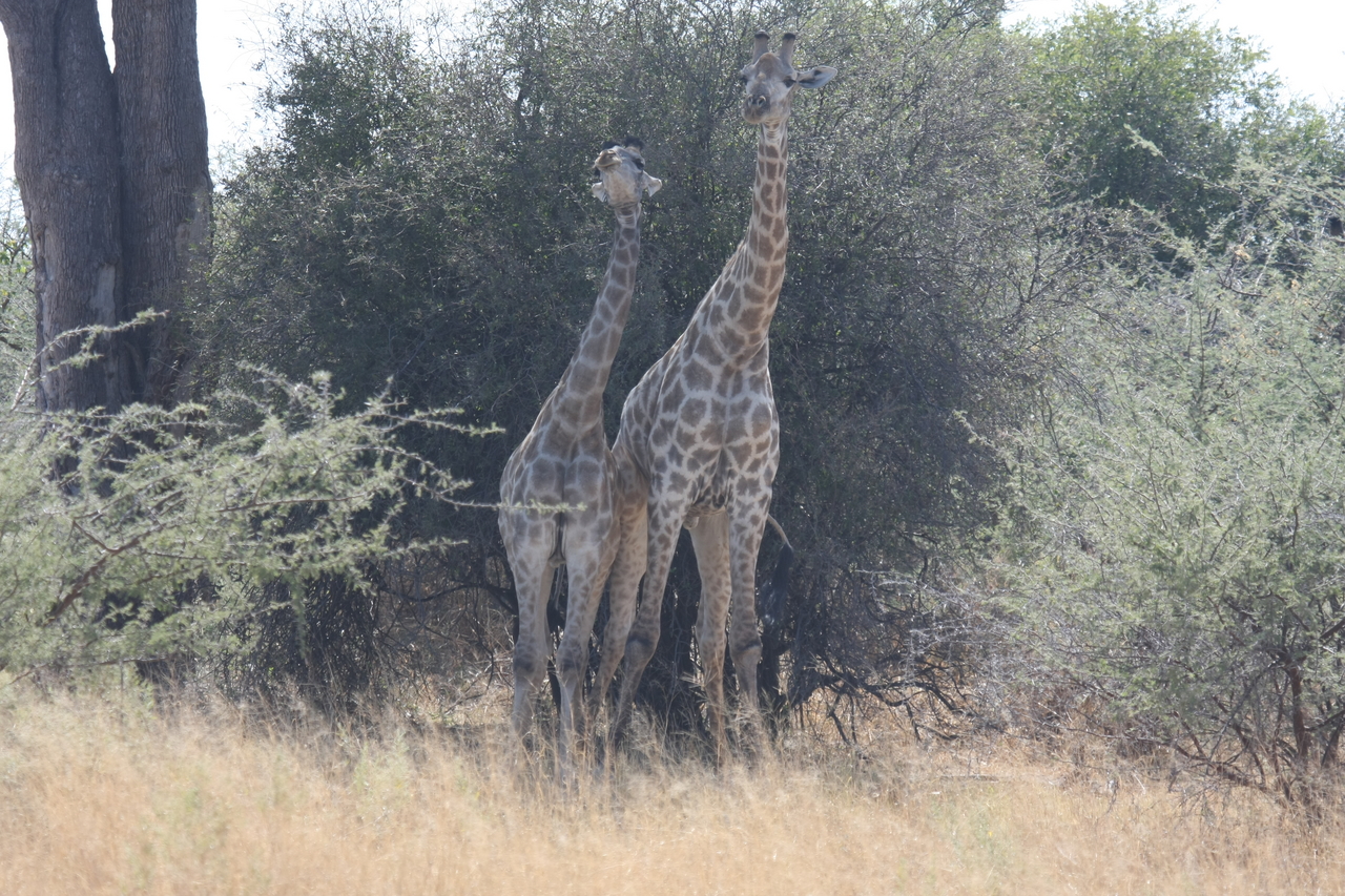 [24229] 2016_06_30_05_47_09_Africa_Canon_EOS_40D_IMG__00457.jpg