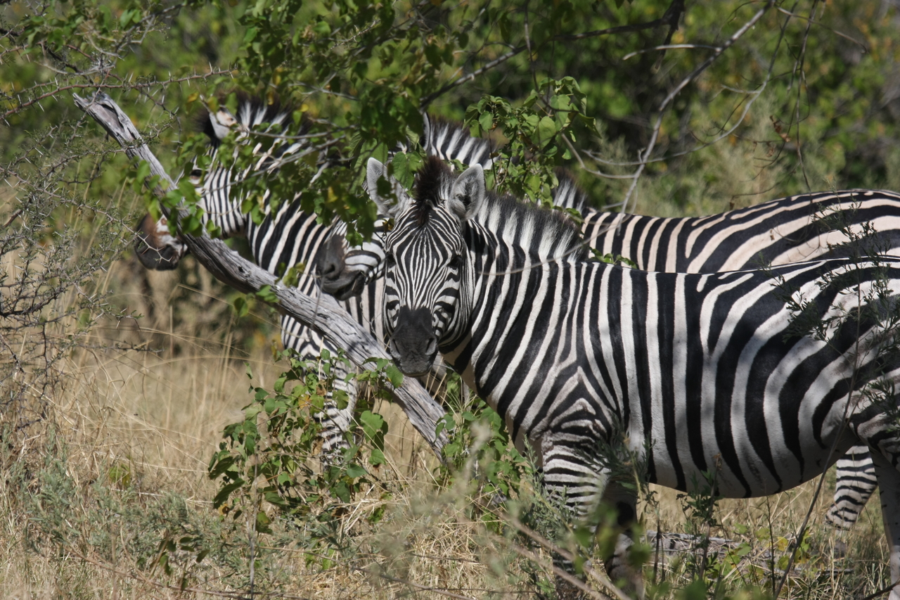 [24243] 2016_06_30_05_47_51_Africa_Canon_EOS_40D_IMG__00464.jpg