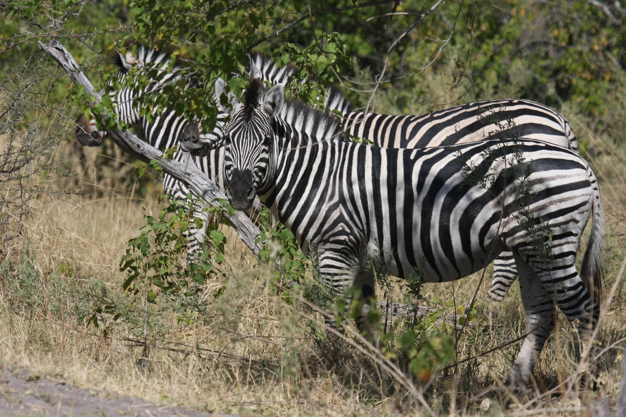 [24261] 2016_06_30_05_47_55_Africa_Canon_EOS_40D_IMG__11641.jpg