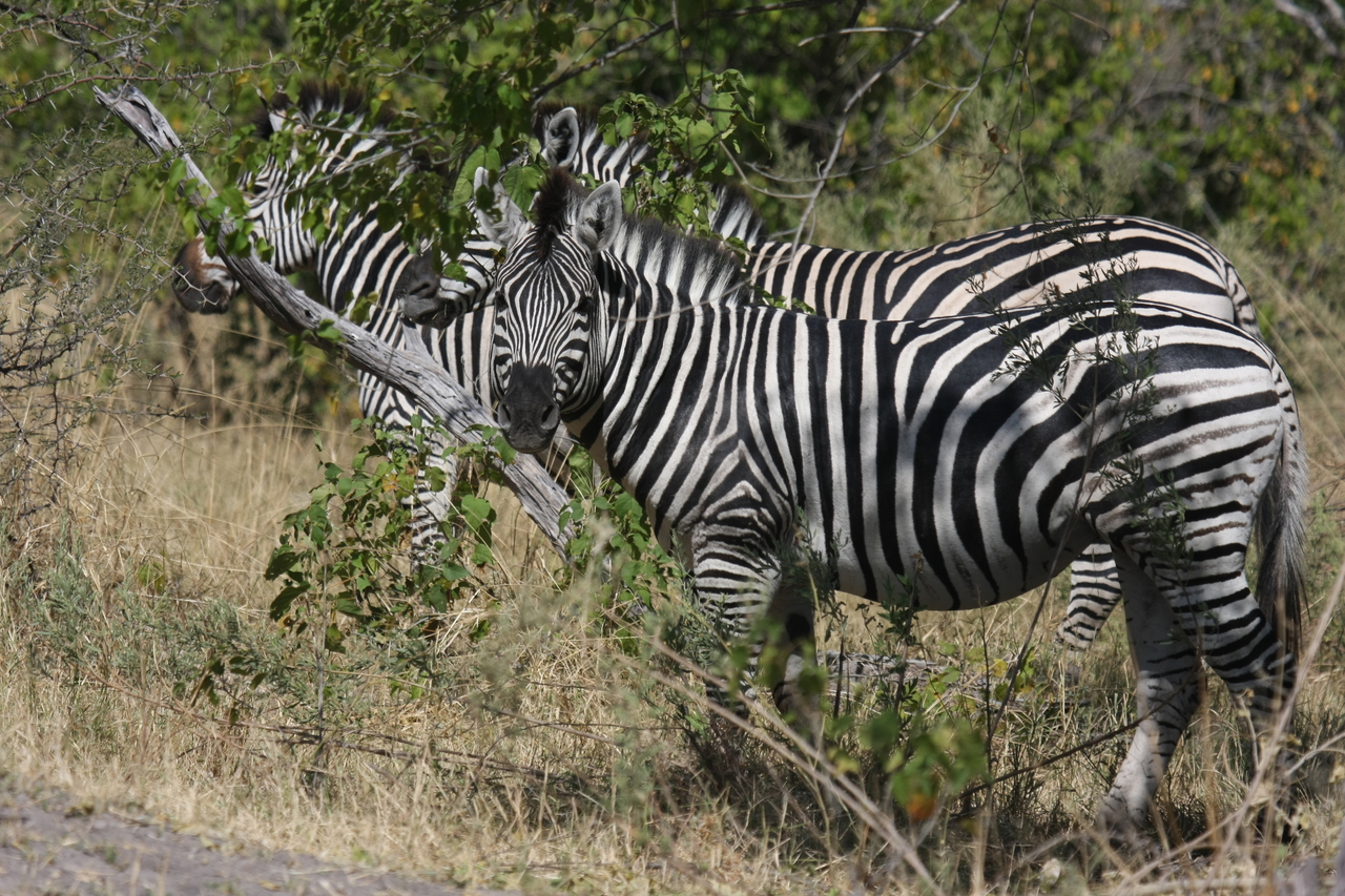 [24268] 2016_06_30_05_47_57_Africa_Canon_EOS_40D_IMG__04198.jpg
