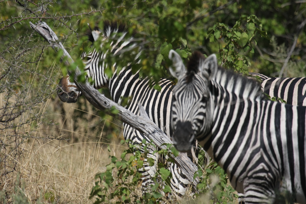 [24282] 2016_06_30_05_48_04_Africa_Canon_EOS_40D_IMG__11649.jpg