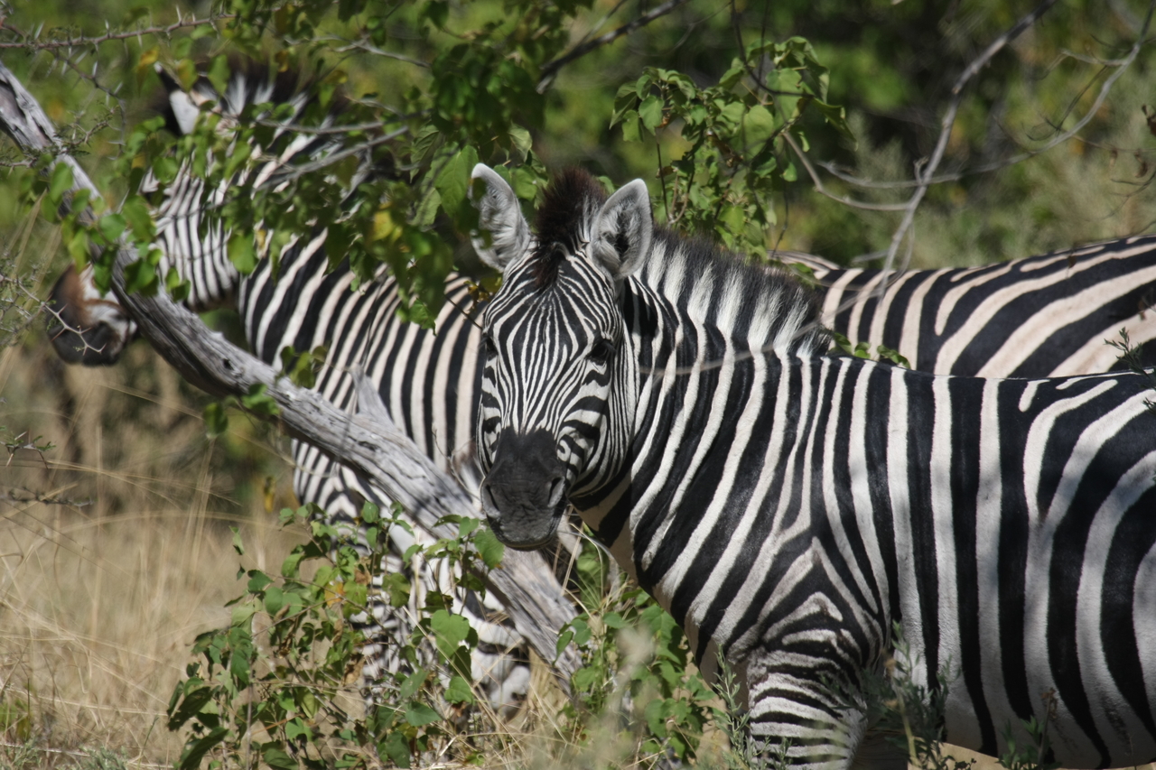 [24291] 2016_06_30_05_48_07_Africa_Canon_EOS_40D_IMG__00482.jpg