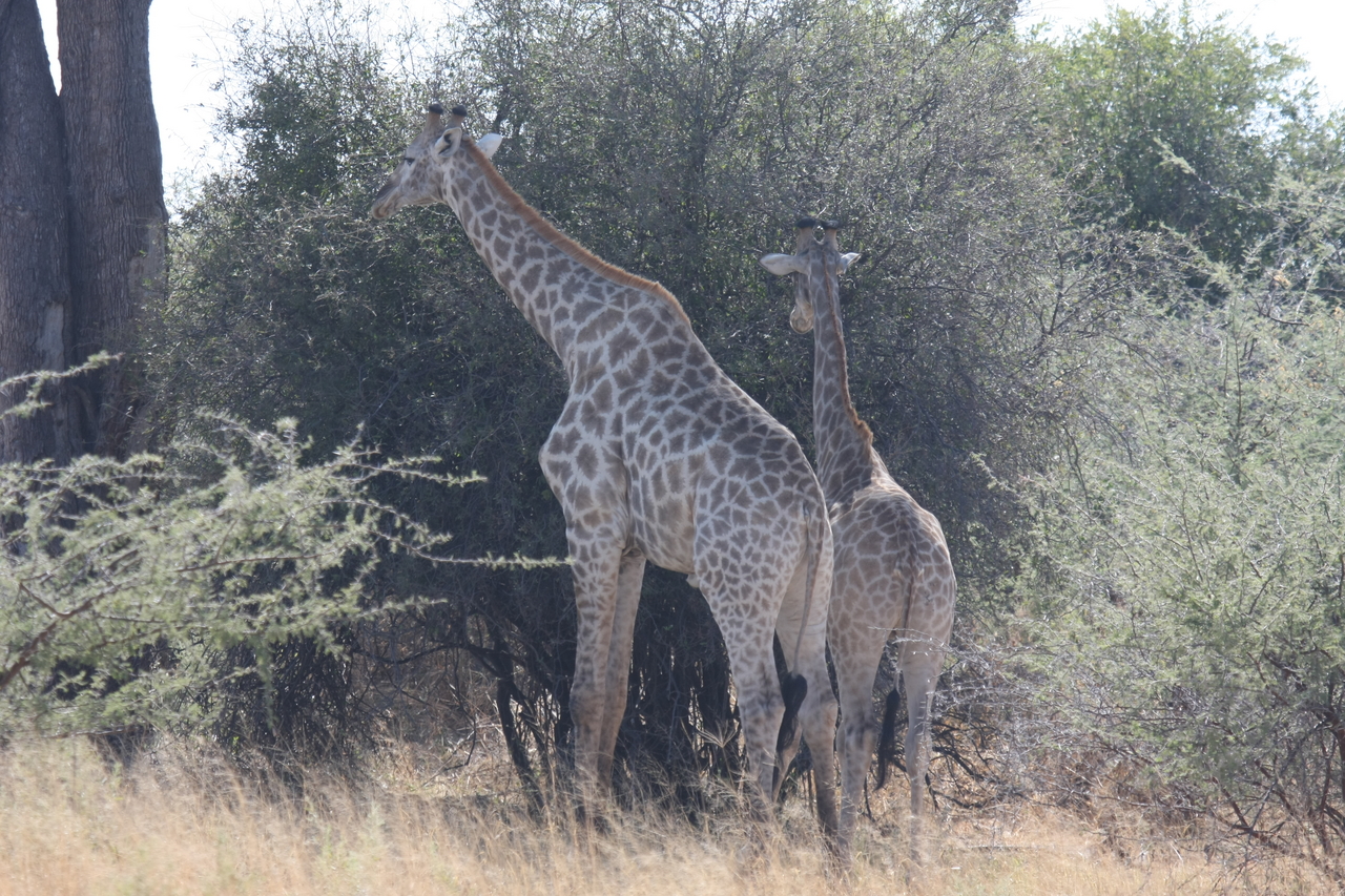 [24298] 2016_06_30_05_48_18_Africa_Canon_EOS_40D_IMG__00483.jpg