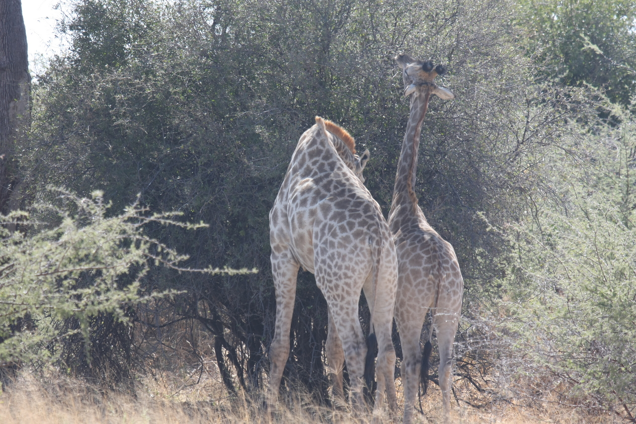 [24305] 2016_06_30_05_48_21_Africa_Canon_EOS_40D_IMG__00486.jpg