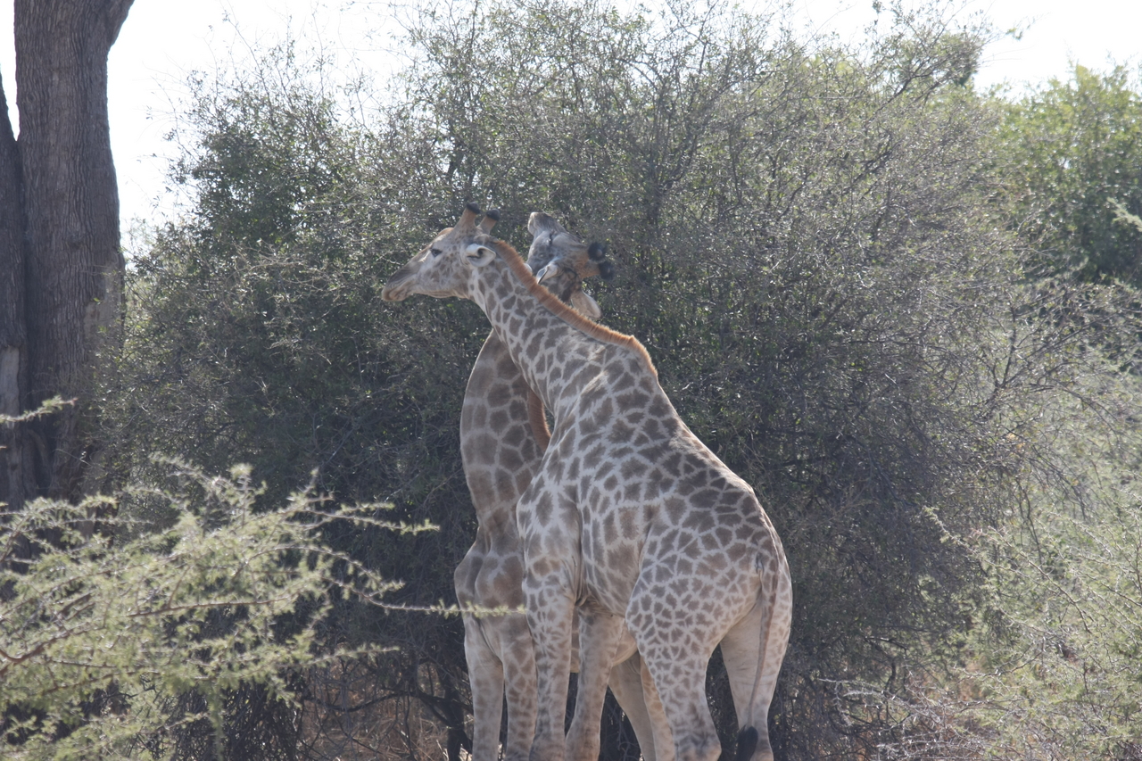 [24333] 2016_06_30_05_48_34_Africa_Canon_EOS_40D_IMG__04222.jpg