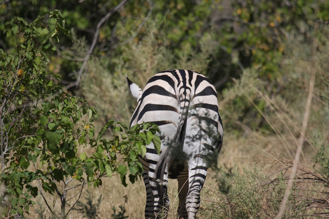 [24342] 2016_06_30_05_48_53_Africa_Canon_EOS_40D_IMG__04224.jpg