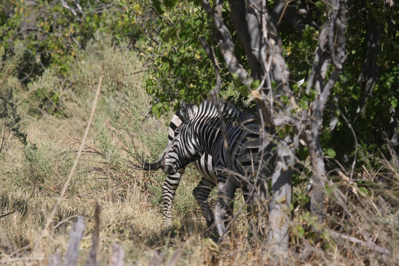 [24354] 2016_06_30_05_49_01_Africa_Canon_EOS_40D_IMG__11676.jpg