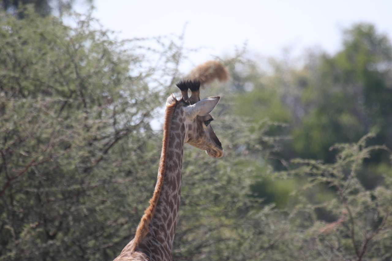 [24379] 2016_06_30_05_52_08_Africa_Canon_EOS_40D_IMG__04237.jpg
