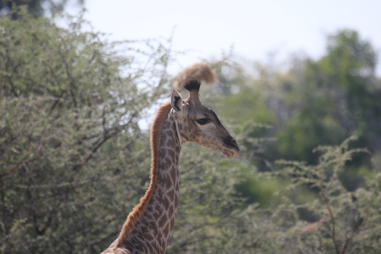 [24390] 2016_06_30_05_52_16_Africa_Canon_EOS_40D_IMG__04242.jpg