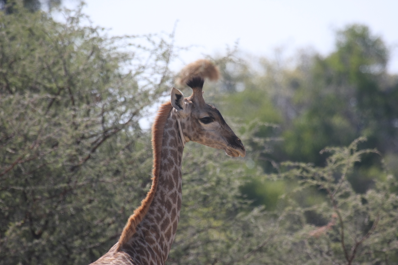 [24393] 2016_06_30_05_52_16_Africa_Canon_EOS_40D_IMG__11690.jpg