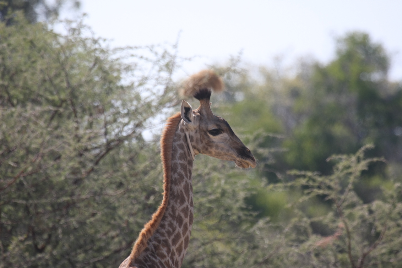 [24400] 2016_06_30_05_52_30_Africa_Canon_EOS_40D_IMG__11691.jpg