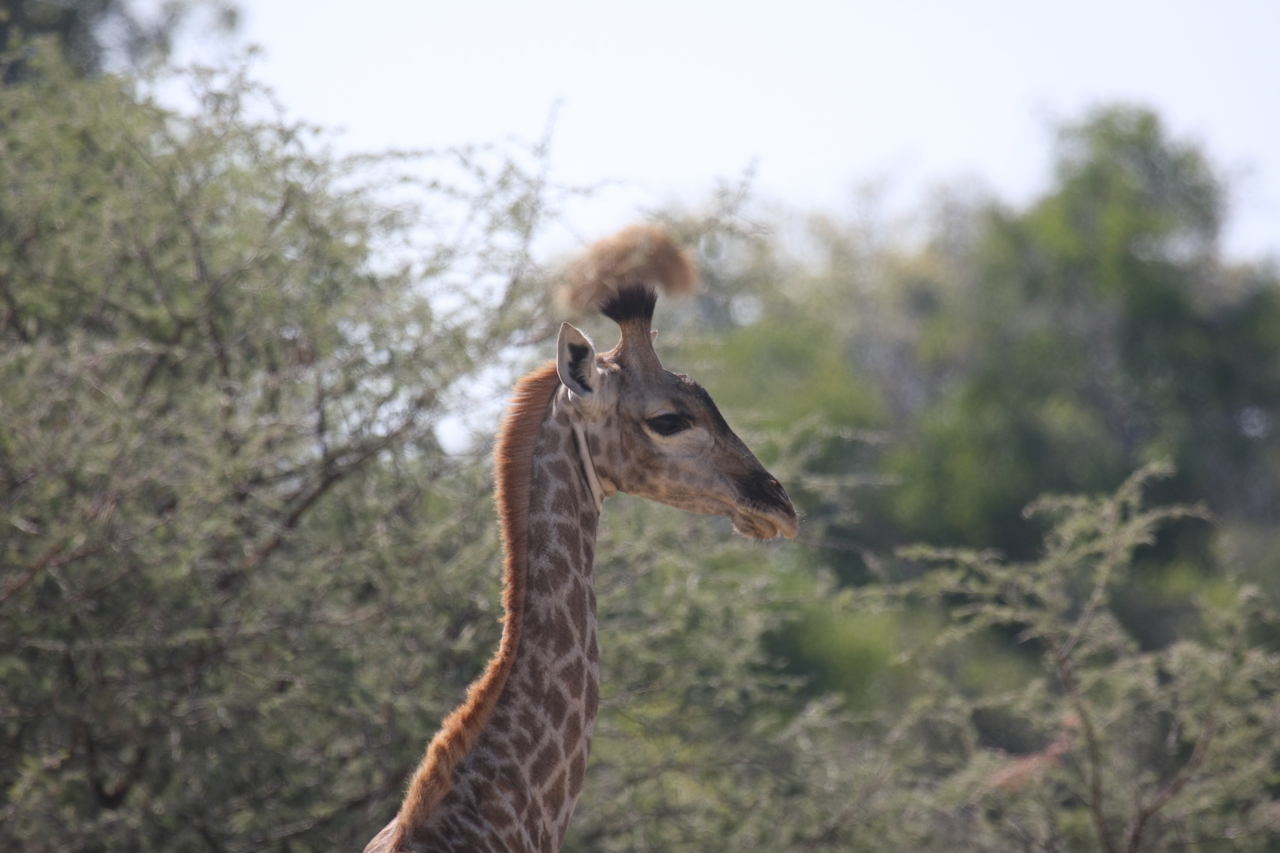 [24401] 2016_06_30_05_52_30_Africa_Canon_EOS_40D_IMG__11692.jpg