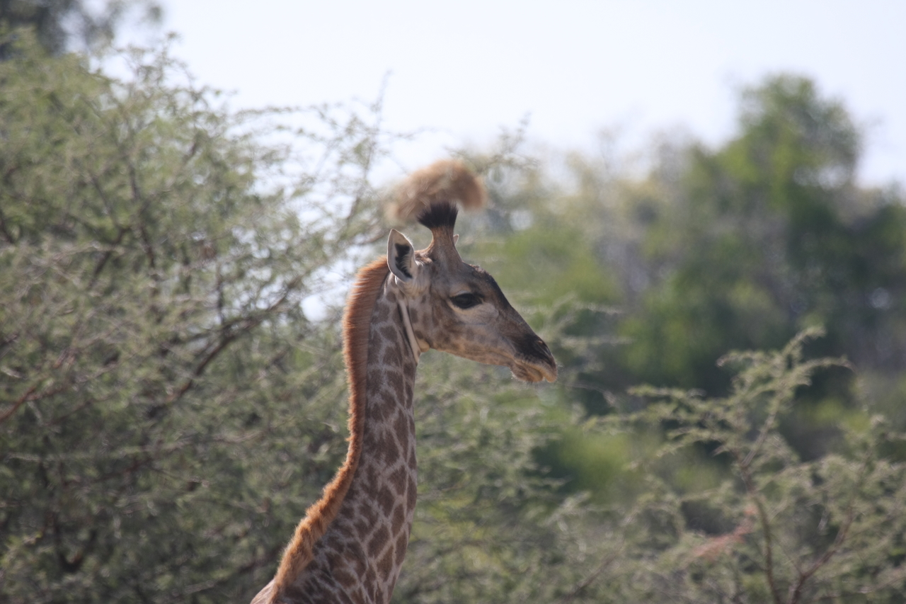 [24402] 2016_06_30_05_52_30_Africa_Canon_EOS_40D_IMG__11693.jpg