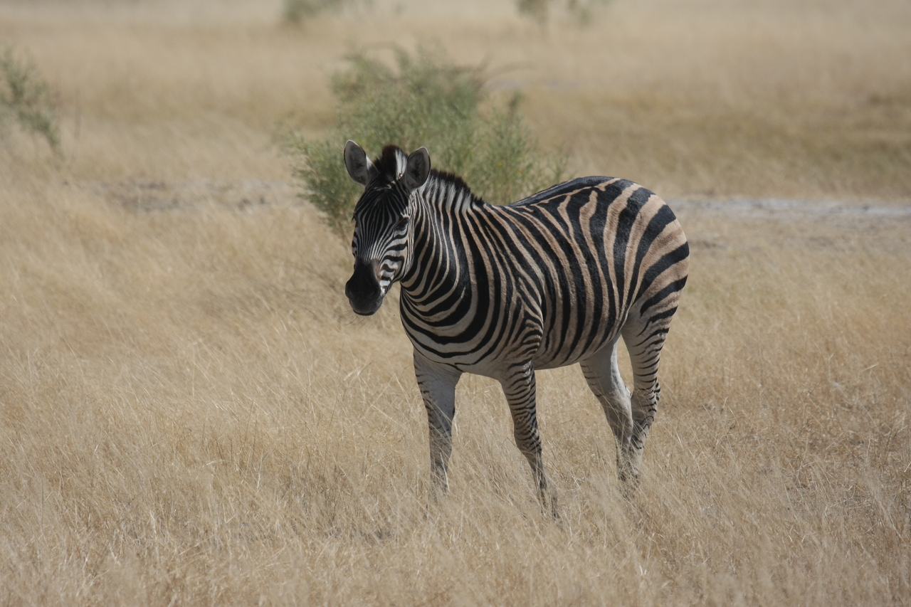 [24436] 2016_06_30_06_05_22_Africa_Canon_EOS_40D_IMG__04258.jpg