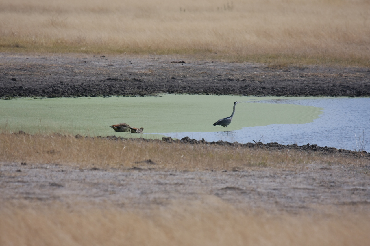 [24446] 2016_06_30_06_05_42_Africa_Canon_EOS_40D_IMG__04263.jpg