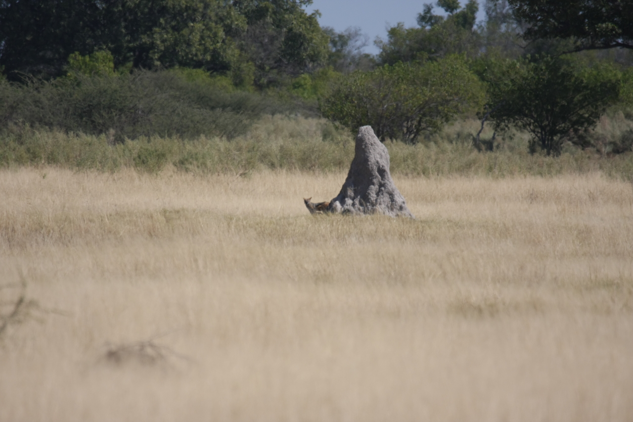 [24513] 2016_06_30_06_22_09_Africa_Canon_EOS_40D_IMG__11721.jpg