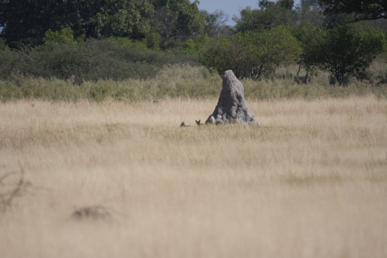 [24515] 2016_06_30_06_22_30_Africa_Canon_EOS_40D_IMG__00550.jpg