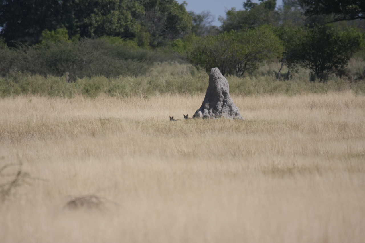 [24516] 2016_06_30_06_22_30_Africa_Canon_EOS_40D_IMG__00551.jpg