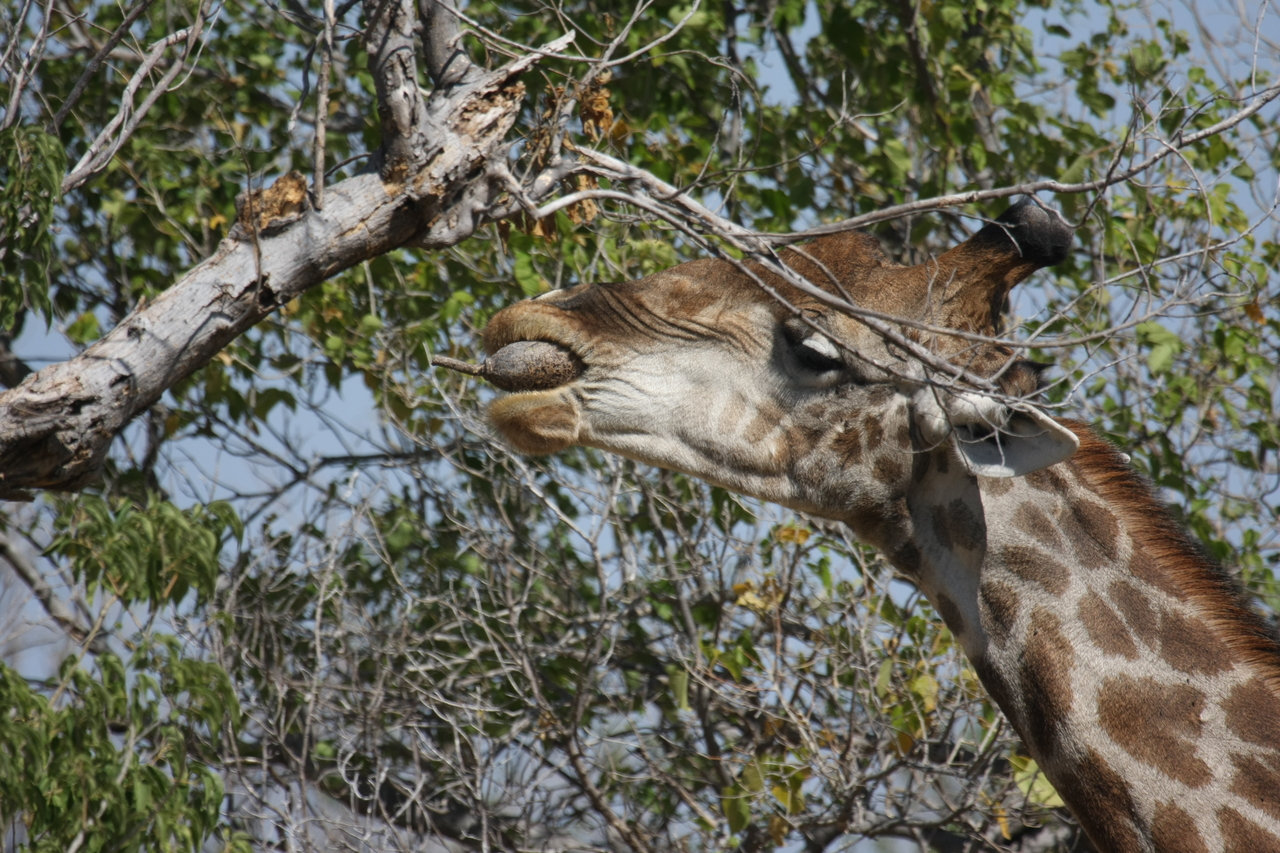 [24521] 2016_06_30_06_29_40_Africa_Canon_EOS_40D_IMG__00552.jpg
