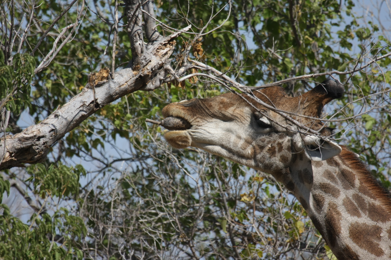 [24523] 2016_06_30_06_29_40_Africa_Canon_EOS_40D_IMG__00554.jpg